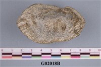 藏品(螃蟹)的圖片